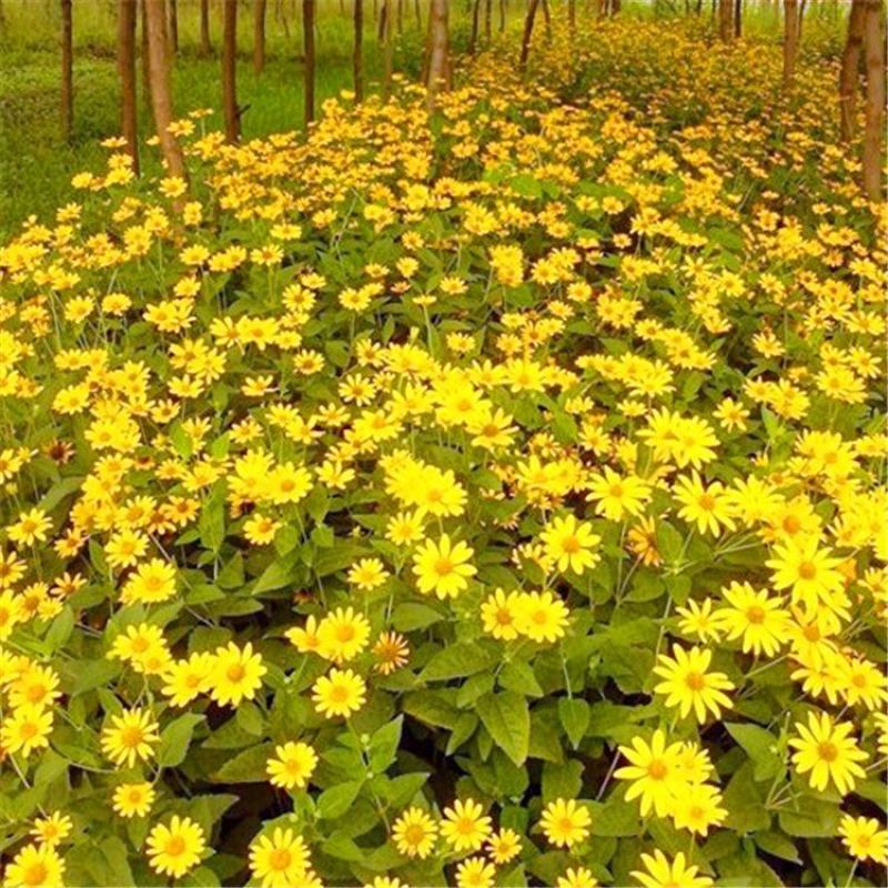 日光菊种子，花卉种子赛菊芋花籽简单易活多年生宿根花卉耐寒