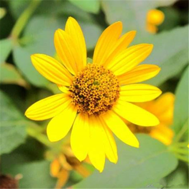 日光菊种子，花卉种子赛菊芋花籽简单易活多年生宿根花卉耐寒