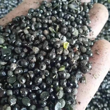 花椒籽，养殖用做饲料，营养价值丰富。性价比高