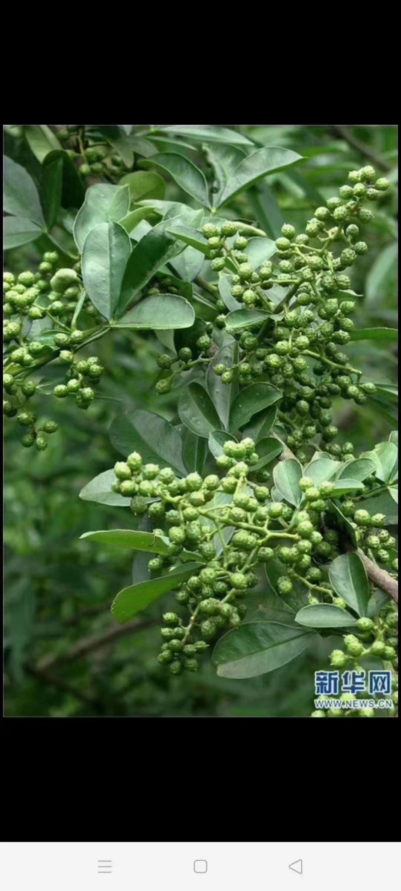 花椒籽，养殖用做饲料，营养价值丰富。性价比高