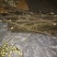 岗梅根，称星木，岗梅种子，岗梅阳枝大量供货