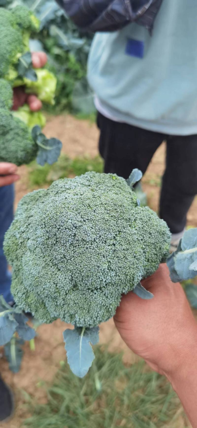 贵州高原西兰花大量上市欢迎咨询