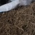 艾根，五月艾的根，野生品种，产地直供，量大从优