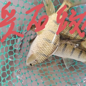 各类溪鱼，品种齐全，量大价格面谈，欢迎电话咨询