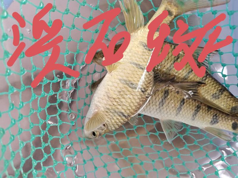 各类溪鱼，品种齐全，量大价格面谈，欢迎电话咨询