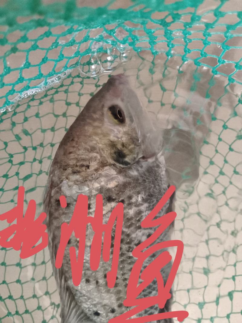 各类溪鱼，品种齐全，量大价格面谈，欢迎电话咨询