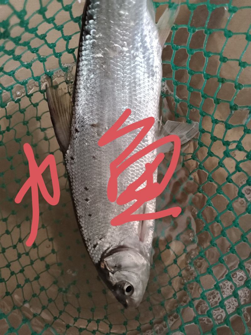 各类溪鱼，品种齐全，量大价格面谈，欢迎电话咨询