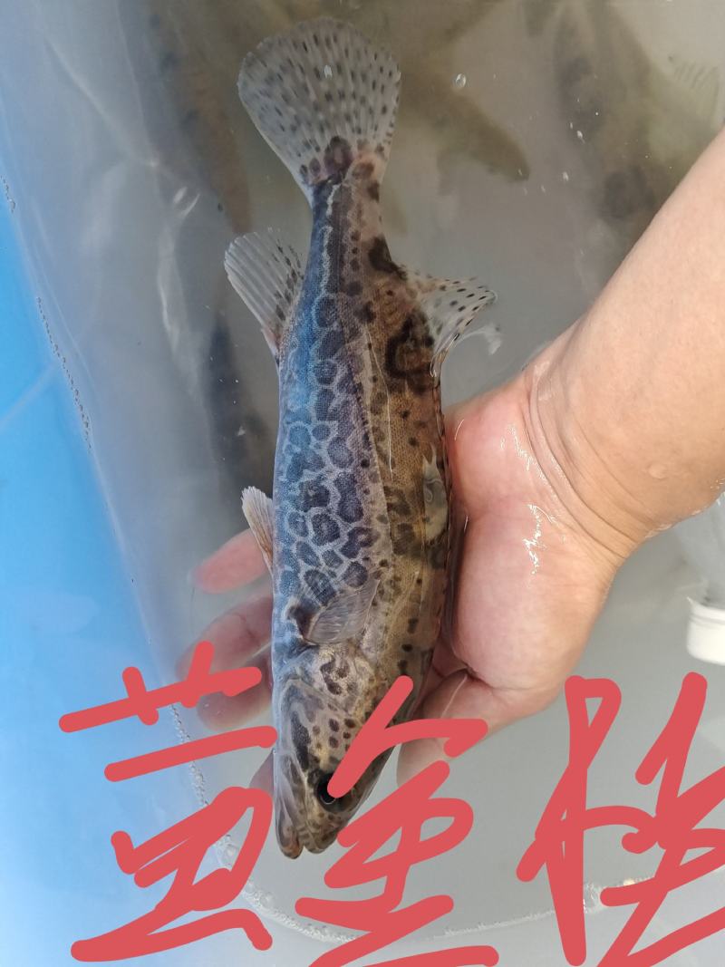 各类溪鱼，品种齐全，量大价格面谈，欢迎电话咨询