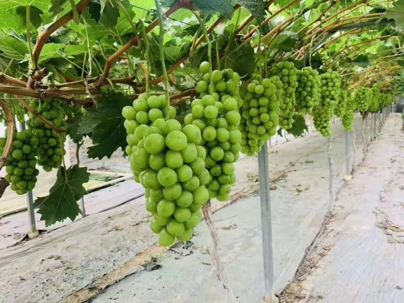 西昌阳光玫瑰