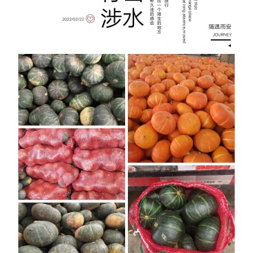 长年供应各种南瓜，全国各地有货。欢迎各地的老板洽谈合作