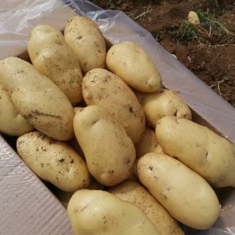 荷兰系列黄心土豆