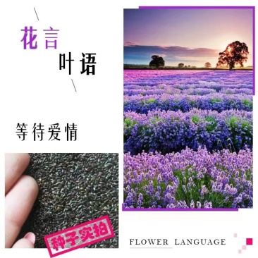 薰衣草种子四季播盆栽薰衣草香草种子花卉种子花籽花草花种子