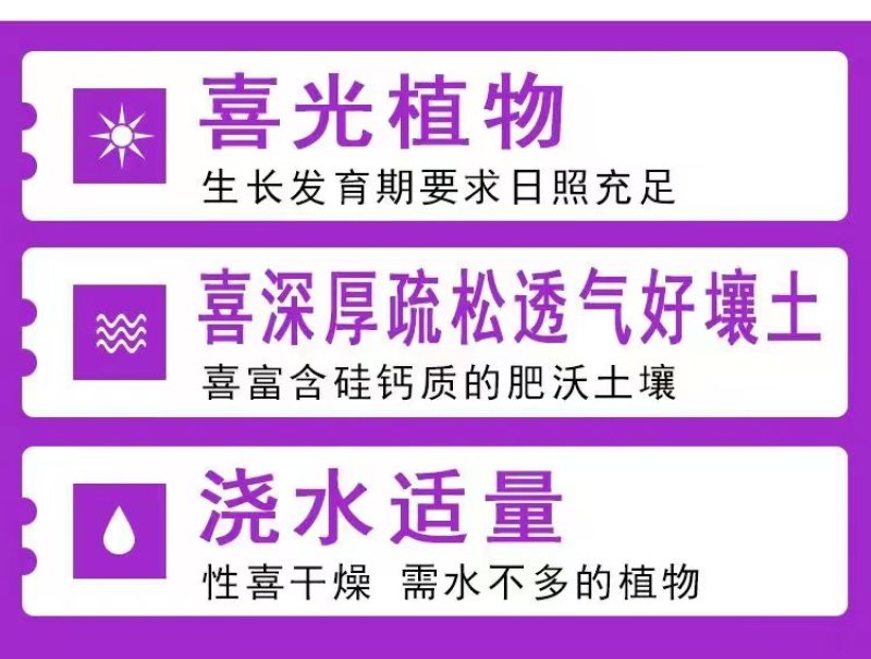 薰衣草种子四季播盆栽薰衣草香草种子花卉种子花籽花草花种子