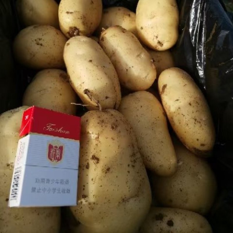 荷兰系列黄心土豆