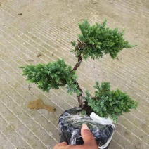 三层松柏基地自产精品盆栽全国一件代发物美价廉产品好服务好