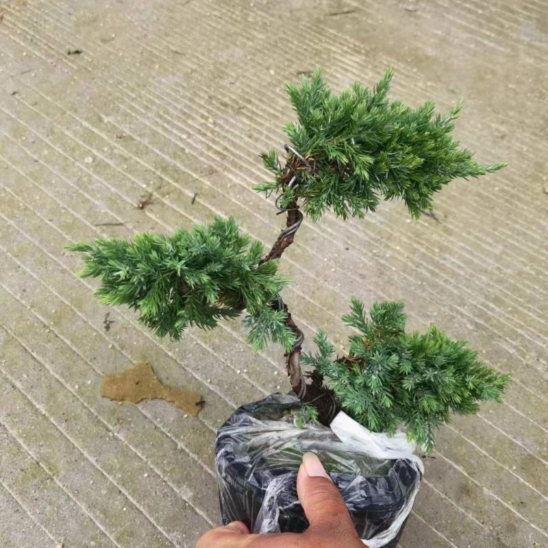 三层松柏基地自产精品盆栽全国一件代发物美价廉产品好服务好