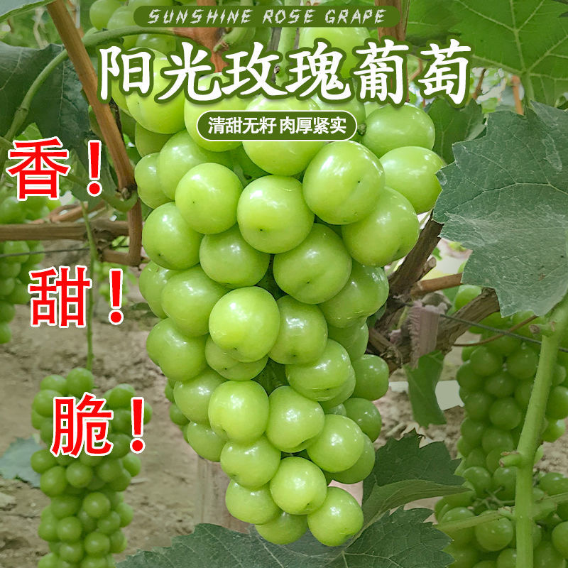阳光玫瑰葡萄大量上市欢迎来电咨询量大从优