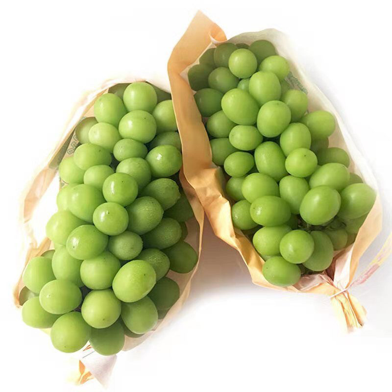 阳光玫瑰葡萄大量上市欢迎来电咨询量大从优