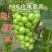 阳光玫瑰葡萄大量上市欢迎来电咨询量大从优