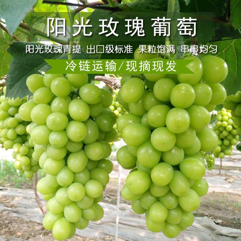 阳光玫瑰葡萄大量上市欢迎来电咨询量大从优