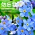 勿忘我种子四季易种花籽宿根多年生勿忘草庭院阳台盆栽花卉花