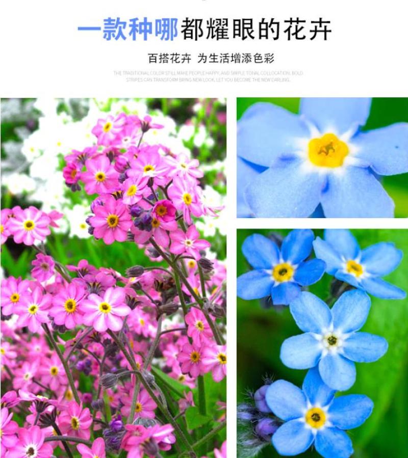 勿忘我种子四季易种花籽宿根多年生勿忘草庭院阳台盆栽花卉花