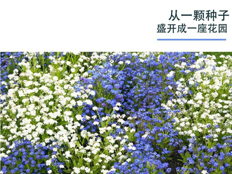 勿忘我种子四季易种花籽宿根多年生勿忘草庭院阳台盆栽花卉花