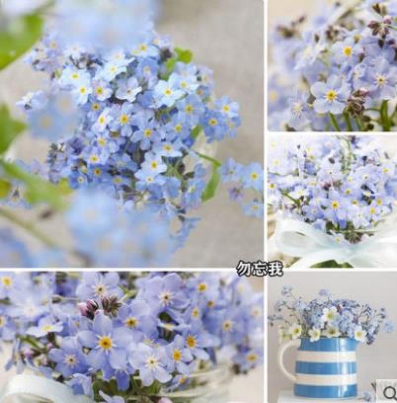 勿忘我种子四季易种花籽宿根多年生勿忘草庭院阳台盆栽花卉花