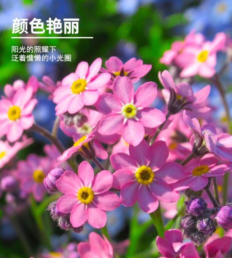 勿忘我种子四季易种花籽宿根多年生勿忘草庭院阳台盆栽花卉花