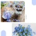 勿忘我种子四季易种花籽宿根多年生勿忘草庭院阳台盆栽花卉花