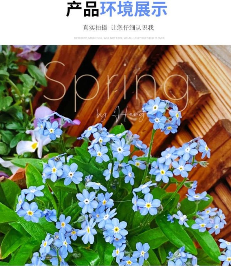 勿忘我种子四季易种花籽宿根多年生勿忘草庭院阳台盆栽花卉花