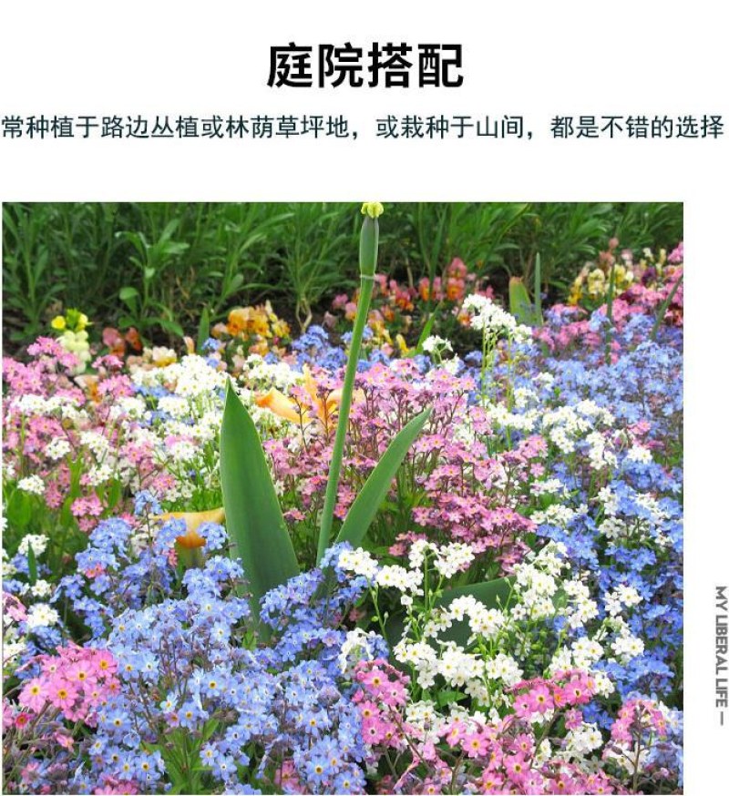 勿忘我种子四季易种花籽宿根多年生勿忘草庭院阳台盆栽花卉花