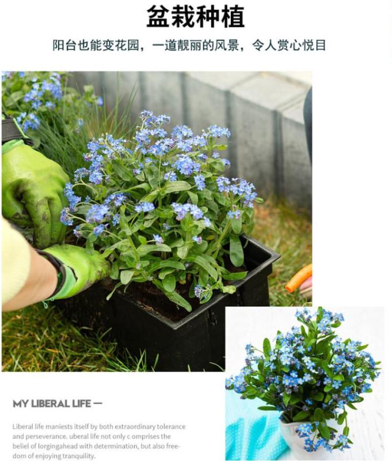 勿忘我种子四季易种花籽宿根多年生勿忘草庭院阳台盆栽花卉花
