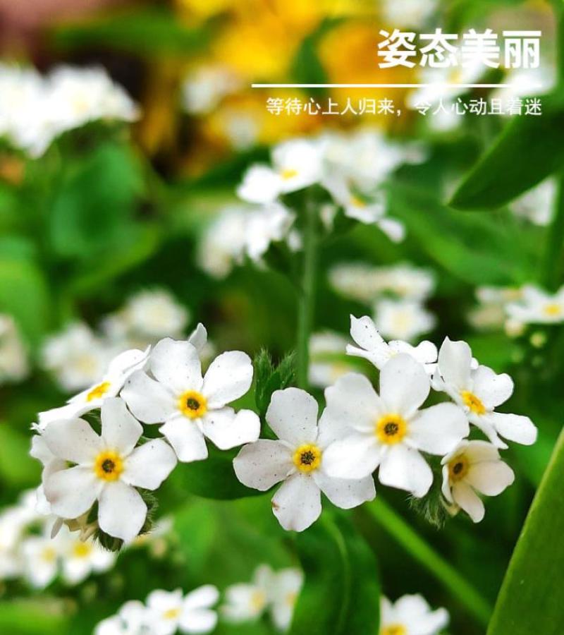 勿忘我种子四季易种花籽宿根多年生勿忘草庭院阳台盆栽花卉花