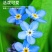 勿忘我种子四季易种花籽宿根多年生勿忘草庭院阳台盆栽花卉花
