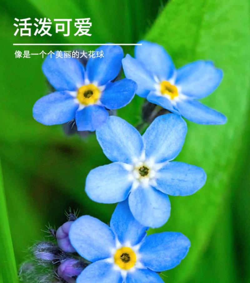 勿忘我种子四季易种花籽宿根多年生勿忘草庭院阳台盆栽花卉花