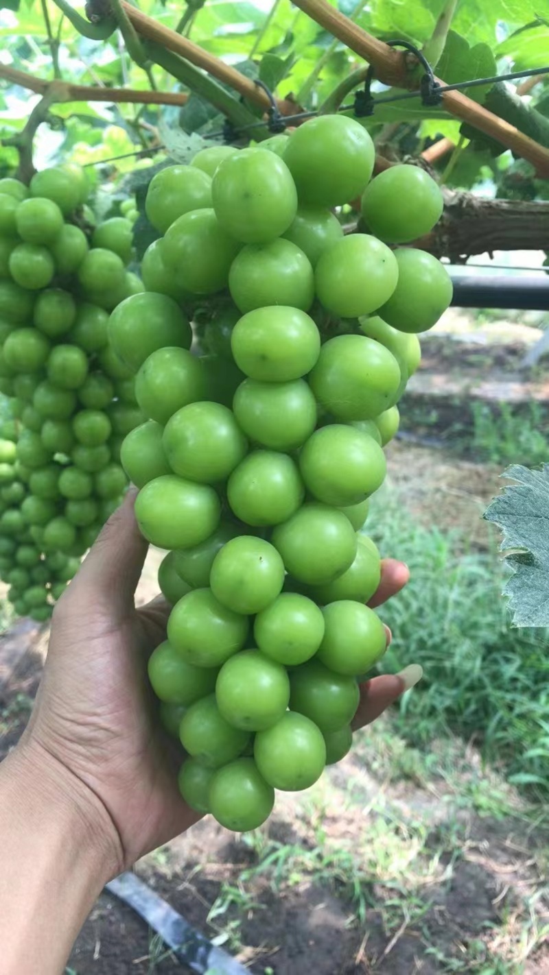 阳光玫瑰葡萄大量上市欢迎来电咨询量大从优