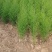 芦笋苗根粗苗壮抗病性强成活率高适宜四季栽培