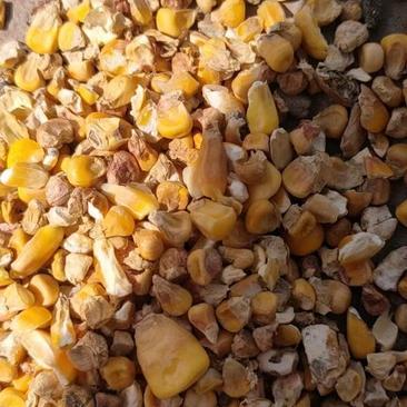 碎玉米净粮含有大量粗纤维适口性好营养丰富粗纤维