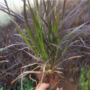 紫叶狼尾草狼尾草种植销售，紫叶狼尾草处理价