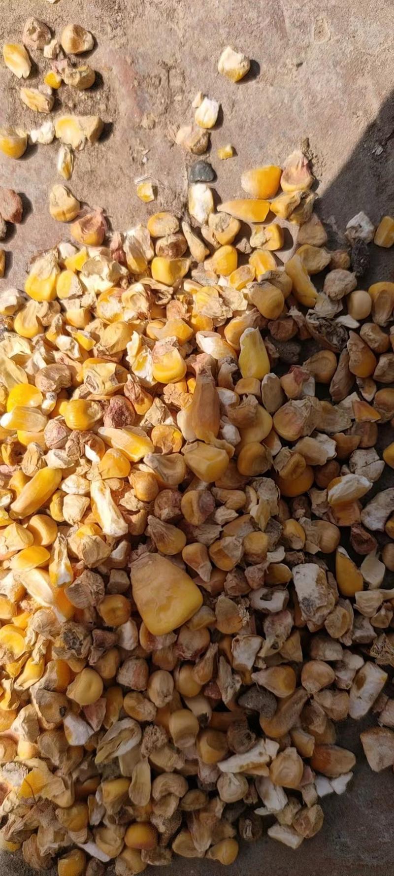 碎玉米净粮含有大量粗纤维适口性好营养丰富粗纤维