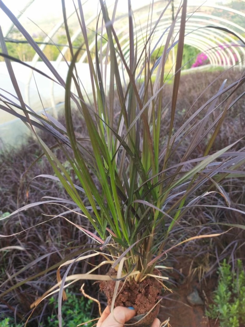 紫叶狼尾草狼尾草种植销售，紫叶狼尾草处理价