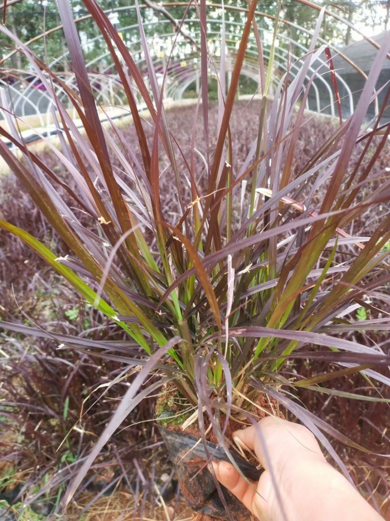 紫叶狼尾草狼尾草种植销售，紫叶狼尾草处理价