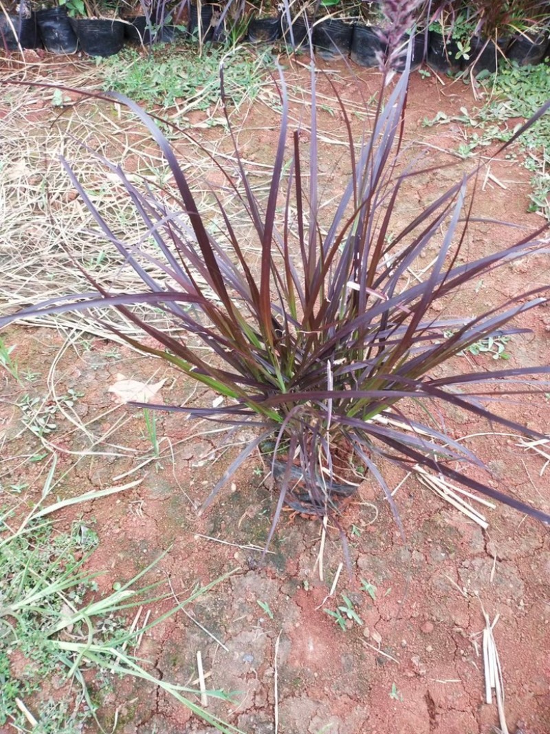 紫叶狼尾草狼尾草种植销售，紫叶狼尾草处理价