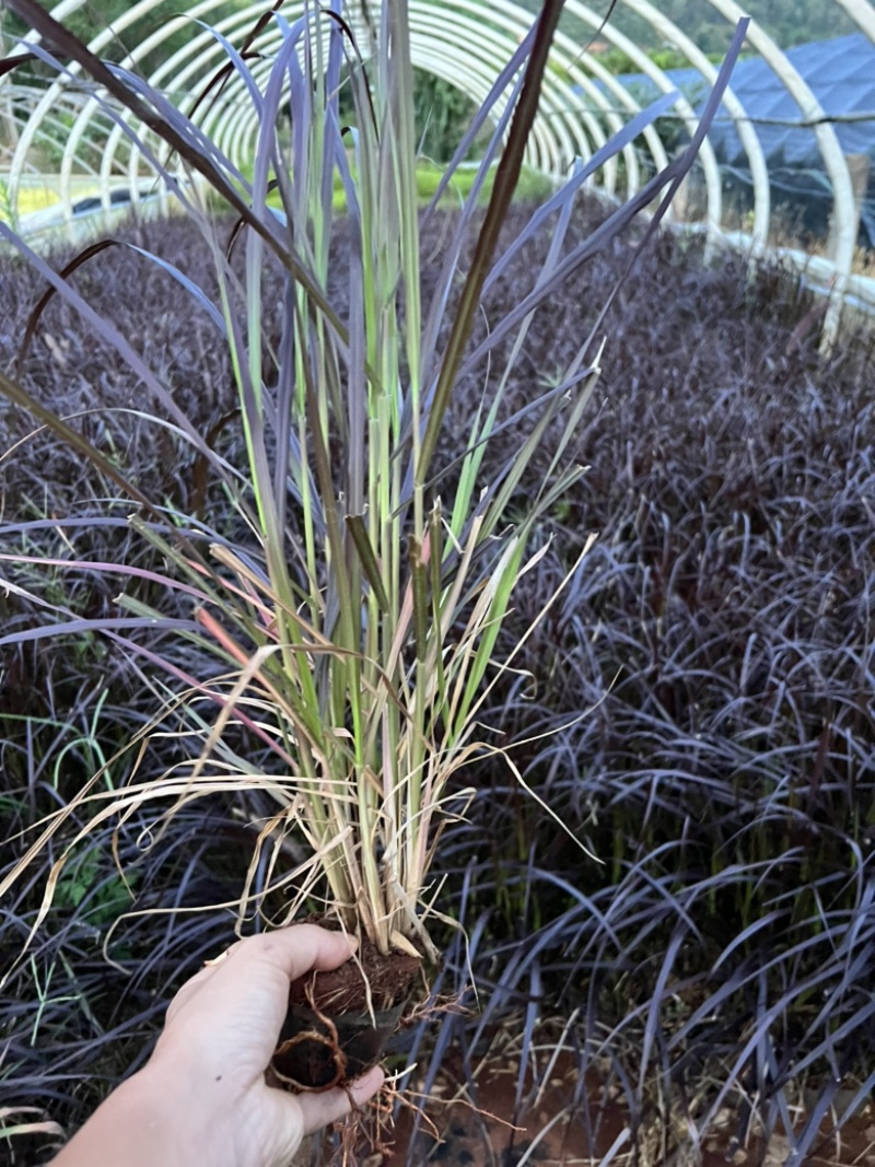 紫叶狼尾草狼尾草种植销售，紫叶狼尾草处理价