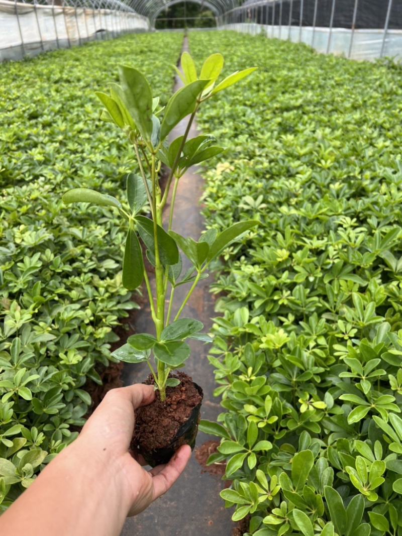 鸭脚木，鸭脚木一手货源，鹅掌柴大量种植销售