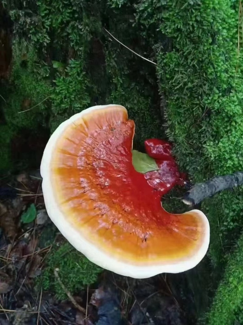 长白山新鲜灵芝
