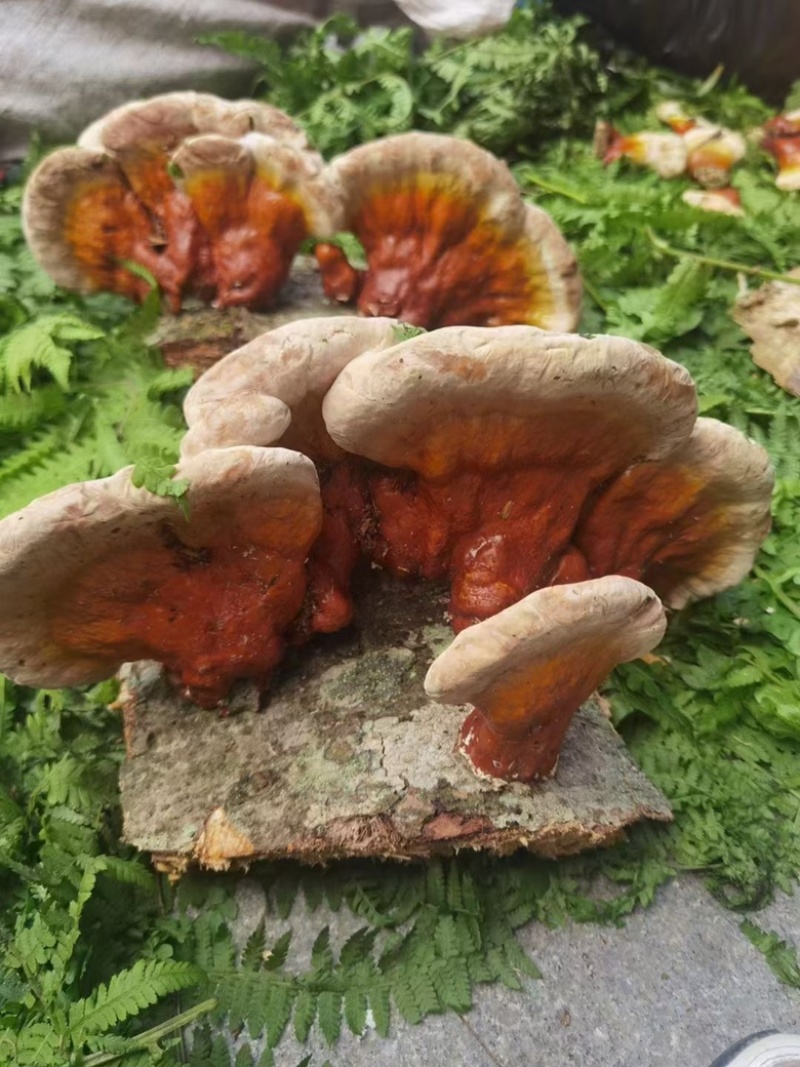 长白山新鲜灵芝