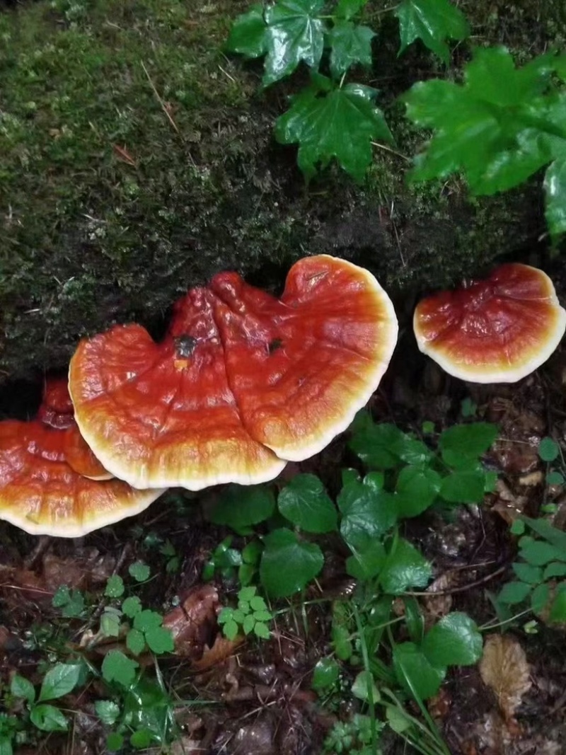 长白山新鲜灵芝