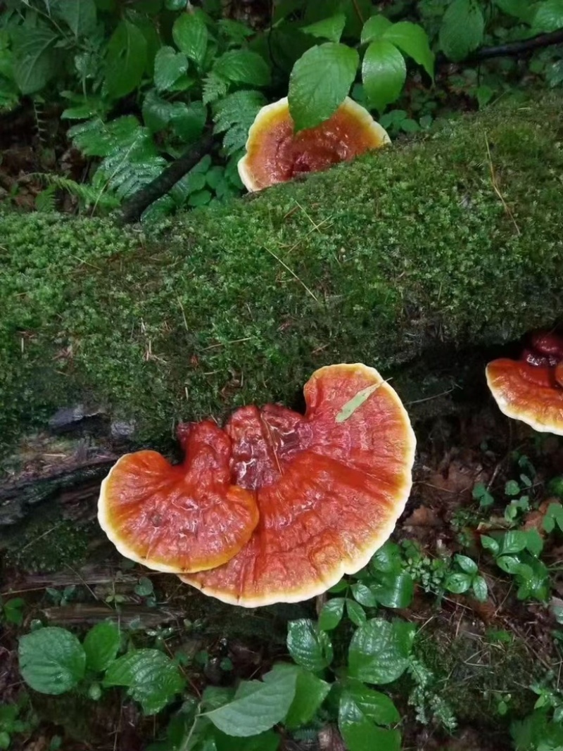 长白山新鲜灵芝
